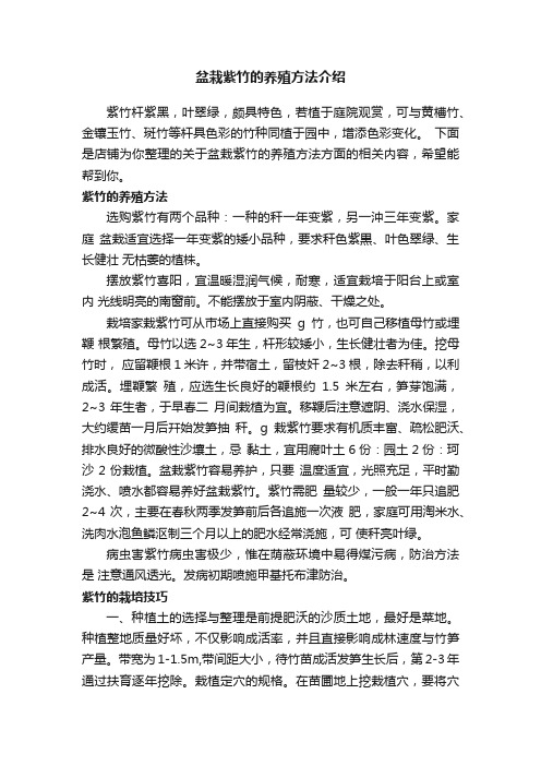 盆栽紫竹的养殖方法介绍