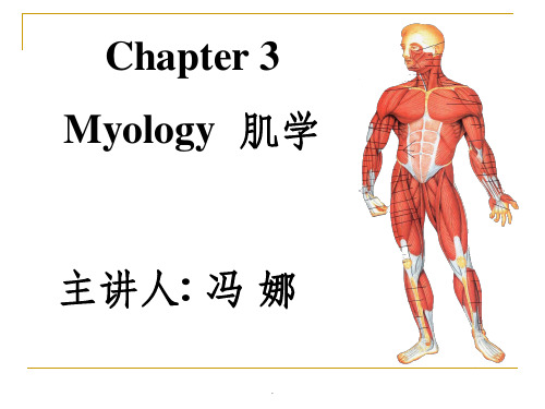 《系统解剖学》教学资料 myology  肌学