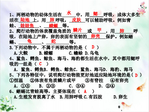 人教版鸟课件ppt