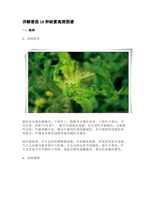 详解番茄10种缺素高清图谱