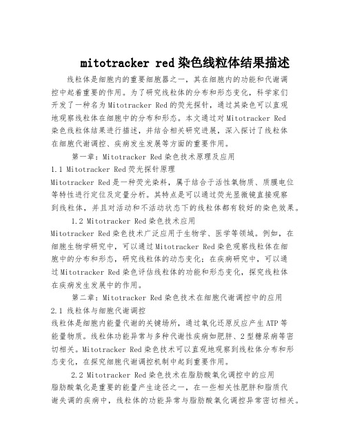 mitotracker red染色线粒体结果描述