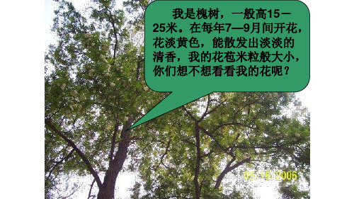 最新人教版三年级语文上册人教版三年级语文上册人教版三年级语文上册4槐乡的孩子 (1)优质课件精品