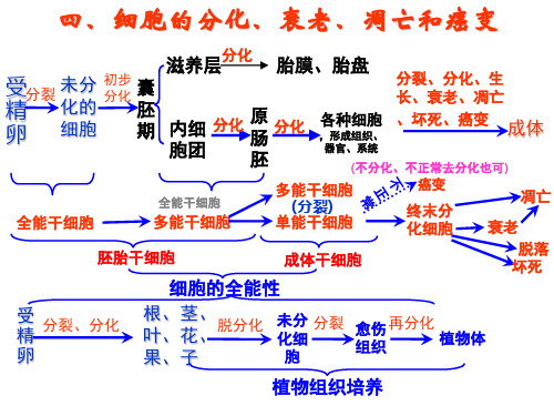 人教版教学课件细胞的分化、衰老、凋亡和癌变的专题复习