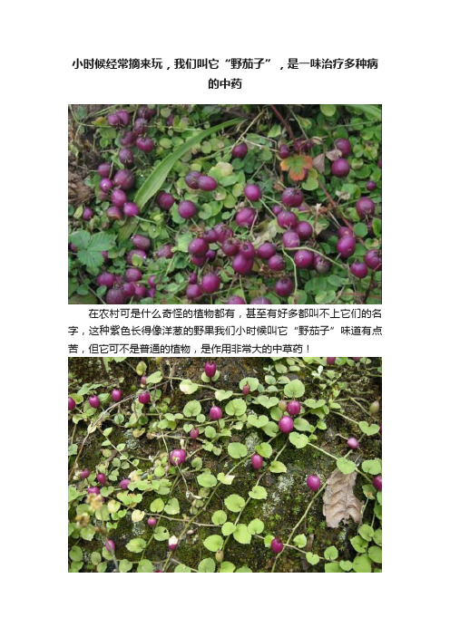 小时候经常摘来玩，我们叫它“野茄子”，是一味治疗多种病的中药