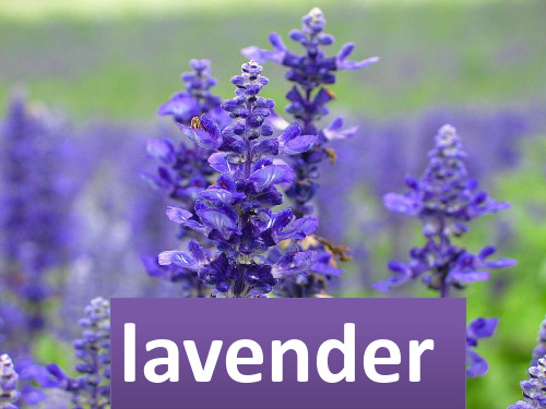 薰衣草 lavender  英文讲解