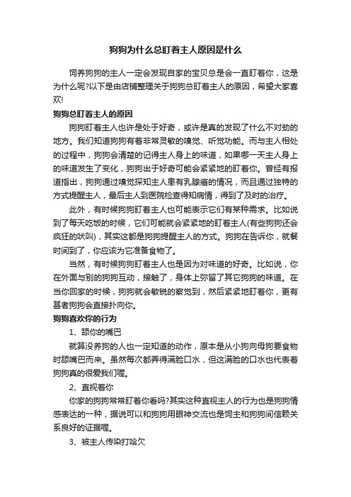 狗狗为什么总盯着主人原因是什么