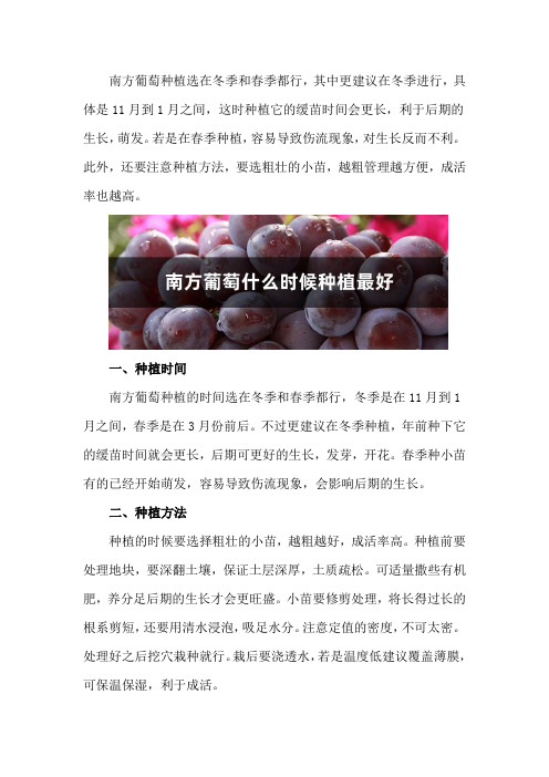 南方葡萄什么时候种植最好,选什么品种