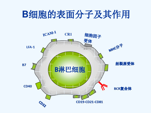 B细胞的主要表面分子。你觉得重要的有？