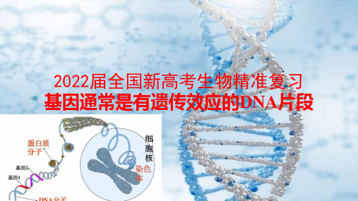 2022届全国新高考生物精准复习基因通常是有遗传效应的DNA片段