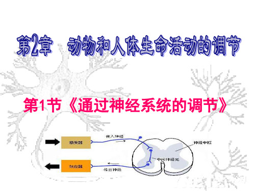 神经调节公开课 优质课件