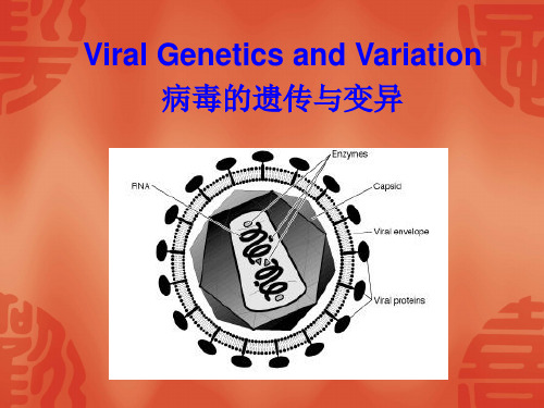 病毒的遗传与变异