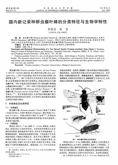 国内新记录种柳虫瘿叶蜂的分类特征与生物学特性