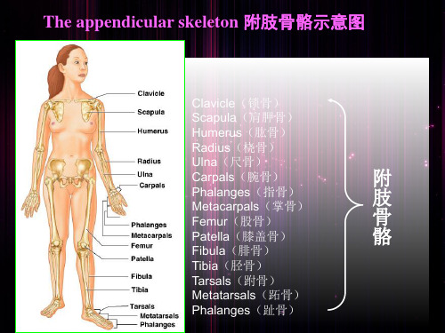 人体附肢骨骼PPT课件