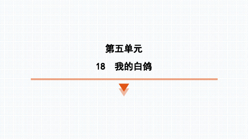 〖语 文〗第18课《我的白鸽》习题课件 2024-2025学年统编版语文七年级上册