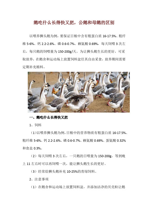 鹅吃什么长得快又肥,公鹅和母鹅的区别