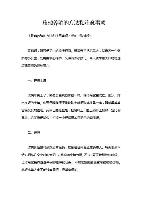 玫瑰养殖的方法和注意事项