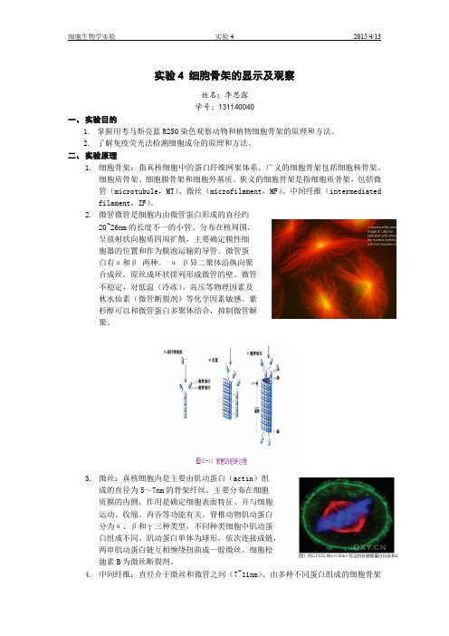 实验4 细胞骨架的显示及观察