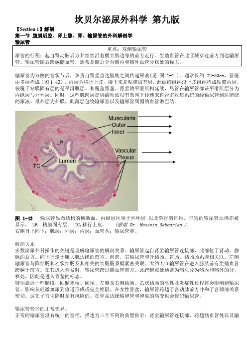 九版坎贝尔泌外1-1-4-解剖-输尿管