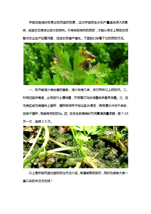 芹菜死棵烂苗怎么防治