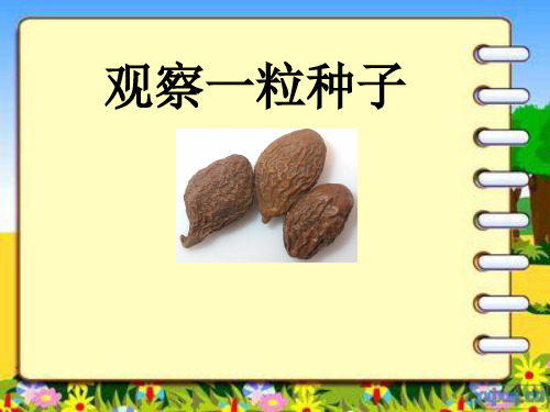 胖大海王永霞 ppt