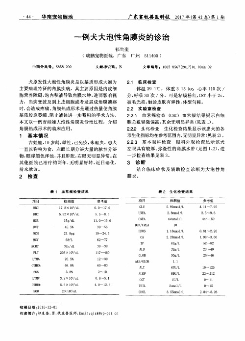 一例犬大泡性角膜炎的诊治