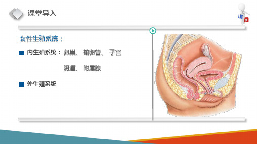 女性生殖系统—输卵管(正常人体结构课件)