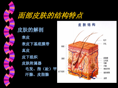 面部皮肤的生理特点日常养护