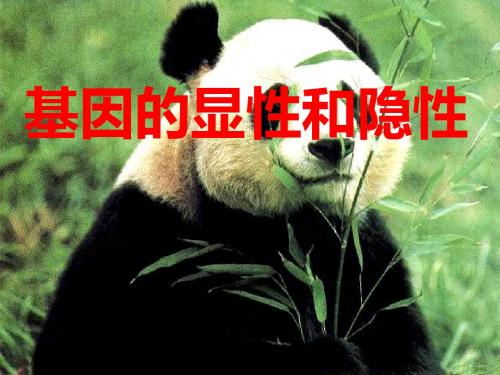 【初中生物】基因的显性和隐性PPT课件2