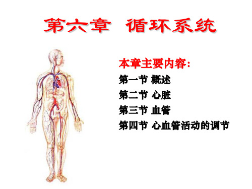 人体解剖生理学第六章循环系统