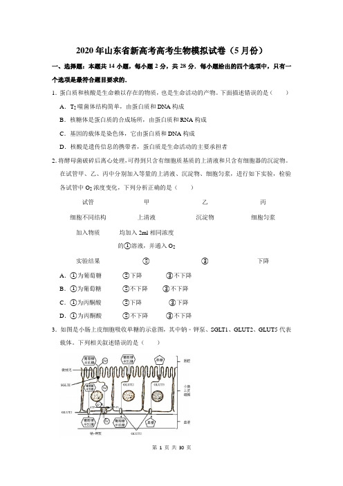 2020年山东省新高考高考生物模拟试卷及答案解析(5月份)