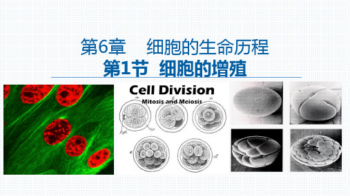 【公开课】 细胞的增殖 课件-2022-2023学年高一上学期生物人教版(2019)必修1