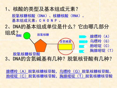 人教版高中生物必修二3.2-DNA分子的结构 (共21张PPT)