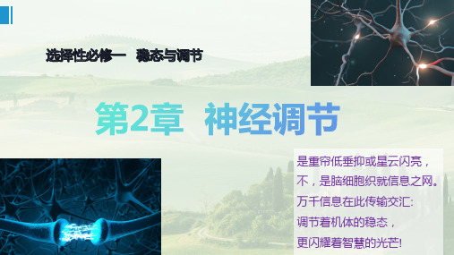 神经冲动的产生和传导(2课时)-高二生物课件(人教版2019选择性必修1)