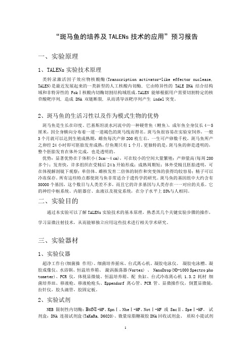 斑马鱼的培养及TALENs技术的应用