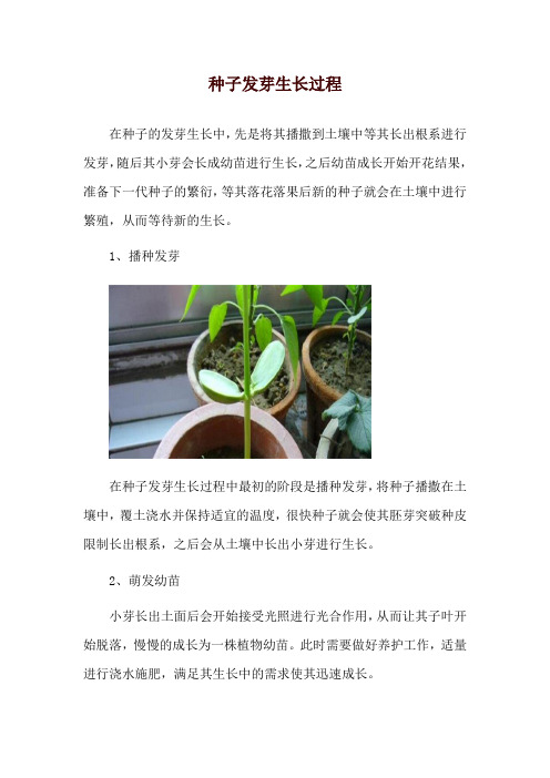 种子发芽生长过程