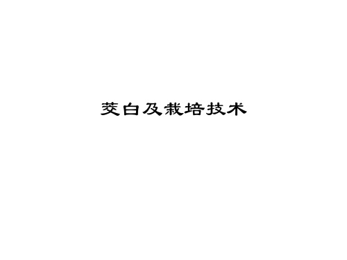 茭白及栽培技术