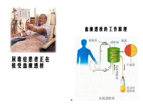 浙科版生物必修1细胞膜和细胞壁