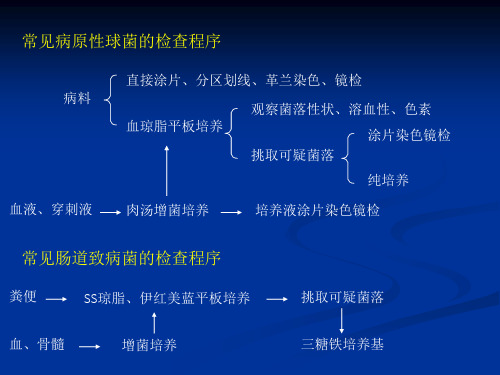 实验一+培养基的制备与细菌的分离培养