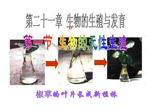 苏教版八年级生物下册生物的无性生殖