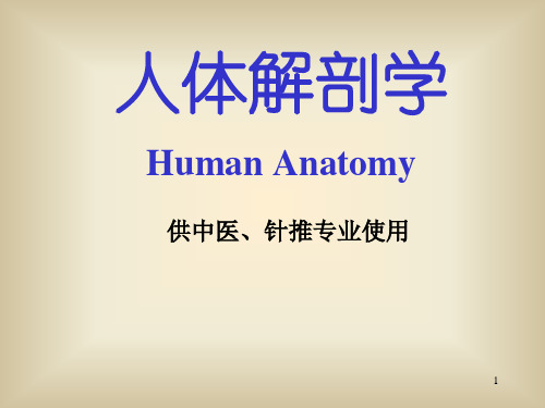 绪论骨学PPT课件