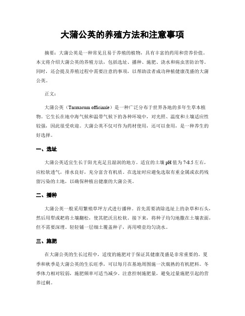 大蒲公英的养殖方法和注意事项