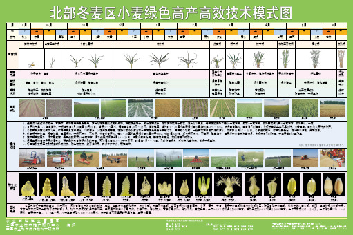 北部冬麦区小麦绿色高产高效技术模式图