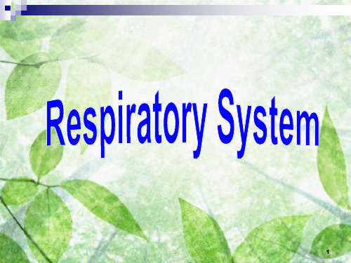 呼吸系统_英文版ppt课件