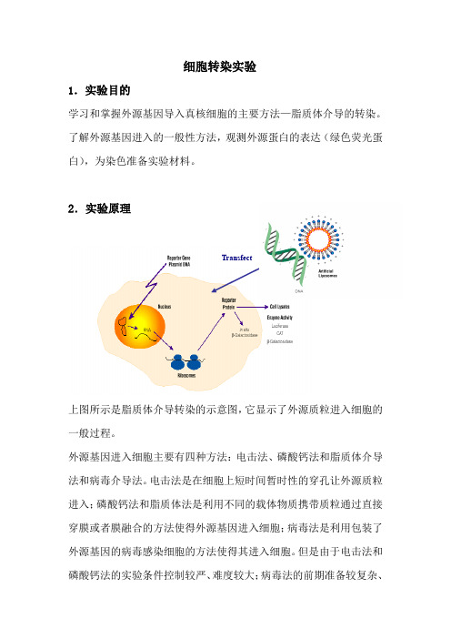 293T细胞转染