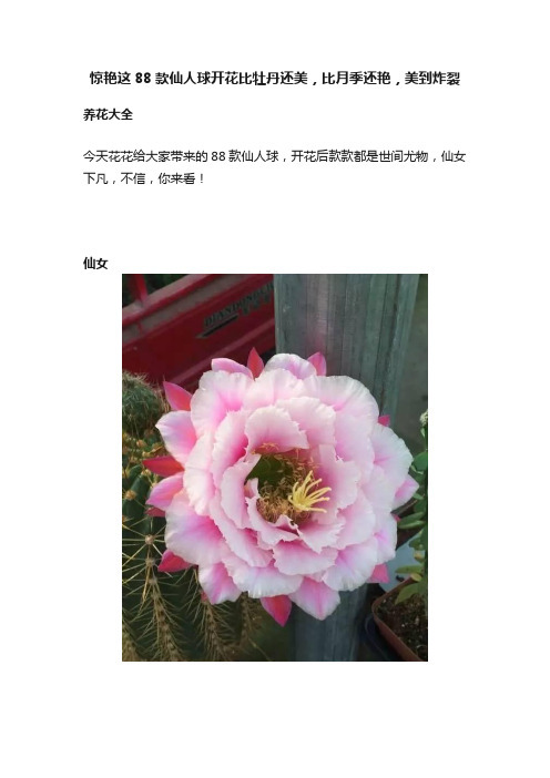 惊艳这88款仙人球开花比牡丹还美，比月季还艳，美到炸裂