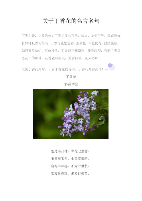 关于丁香花的名言名句