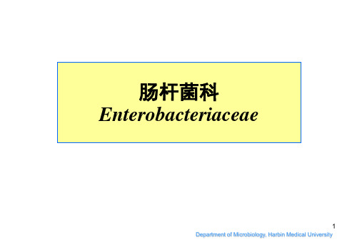 《医学微生物学》课件  肠杆菌科 ppt