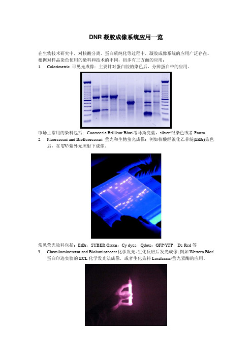 DNR凝胶成像系统应用一览