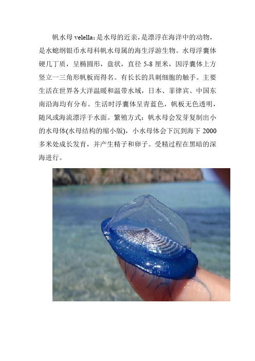 水母大全含照片