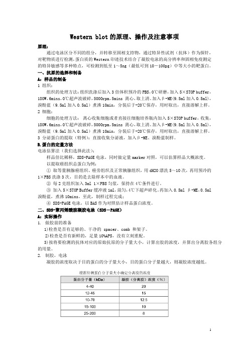 Western_blot的原理、操作及注意事项